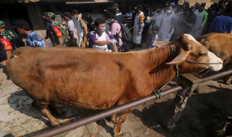 Petugas Dinas Ketahanan Pangan dan Peternakan menyemprotkan cairan disinfektan pada sapi. Warga Lombok Timur manfaatkan pengeras suara masjid untuk sosialisasikan PMK. Ilustrasi.