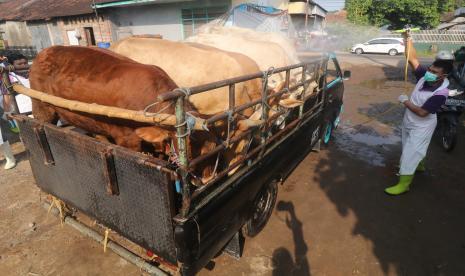 Petugas Dinas Ketahanan Pangan dan Peternakan menyemprotkan cairan disinfektan pada sapi yang akan memasuki pasar hewan Tertek, Kediri, Jawa Timur, Senin (23/5/2022). Pemerintah daerah setempat melakukan penyemprotan disinfektan dan memantau kesehatan hewan secara berkelanjutan di pasar guna menangkal penyebaran penyakit mulut dan kuku (PMK) pada hewan ternak.