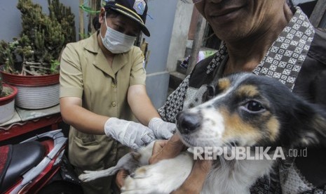 Petugas Dinas Ketahanan Pangan, Kelautan, dan Perikanan (KPKP) menyuntikan vaksin rabies ke anjing peliharaan milik warga di kawasan Mangga Dua Selatan, Jakarta, Selasa (8/1/2019).