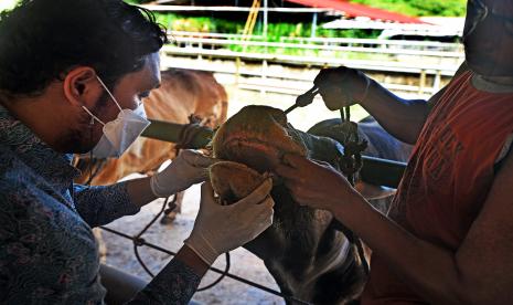 Petugas Dinas Ketahanan Pangan Kota Serang (kiri) memeriksa kesehatan sapi di salah satu peternakan sapi di Kampung Sukawana, Curug, Serang, Banten. Pemerintah Provinsi Banten mewaspadai wabah penyakit mulut dan kuku (PMK) pada hewan ternak yang belakangan tengah marak di Indonesia. Upaya utama yang dilakukan yakni melakukan pengawasan di titik-titik perbatasan antar daerah dengan melakukan cek poin kesehatan hewan ternak. 