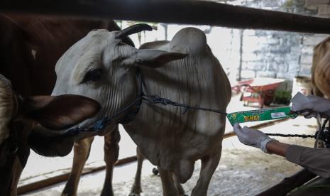 Petugas Dinas Pertanian dan Ketahanan Pangan Kota Palangka Raya menunjukkan tanda untuk sapi yang sehat usai diperiksa di salah satu penjual hewan kurban di Palangka Raya, Kalimantan Tengah, Senin (4/7/2022). Pemeriksaan tersebut guna memastikan kondisi kesehatan hewan kurban yang dijual dalam kondisi sehat terutama bebas penyakit mulut dan kuku (PMK) sehingga layak untuk keperluan Hari Raya Idul Adha. 