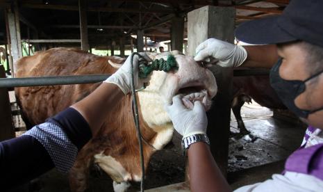 Petugas memeriksa kesehatan sapi di salah satu peternakan, ilustrasi. Dinas Pertanian dan Ketahanan Pangan Provinsi Kepulauan Bangka Belitung menyatakan sebanyak 536 ekor sapi di tiga kabupaten positif terserang Penyakit Mulut dan Kuku (PMK).