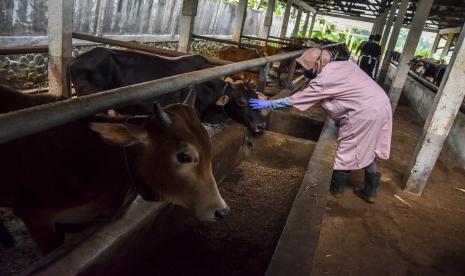 Petugas Dinas Peternakan dan Perikanan (Disnakkan) Ciamis memeriksa kesehatan hewan sapi di UPTD Perbibitan, Desa Cigembor, Kabupaten Ciamis, Jawa Barat, Jumat (13/5/2022). Wagub Uu sebut Pemprov Jabar membentuk Satgas PMK meningkatkan pengawasan wabah PMK.