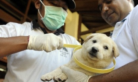 Petugas Dinas Peternakan memasangkan kalung penanda vaksin rabies pada seekor anjing saat Pencanangan Vaksin Rabies Tahap IV di Denpasar, Bali.