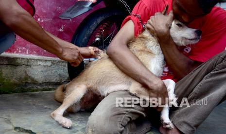 Petugas dinas peternakan menyuntik vaksin rabies kepada anjing peliharaan warga (ilustrasi)