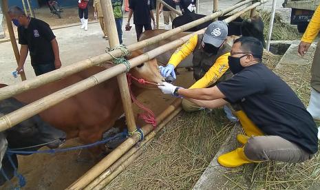 Petugas Disnakan Kabupaten Ciamis melakukan pemeriksaan antemortem kepada hewan kurban yang dijual pedagang, Senin (27/7