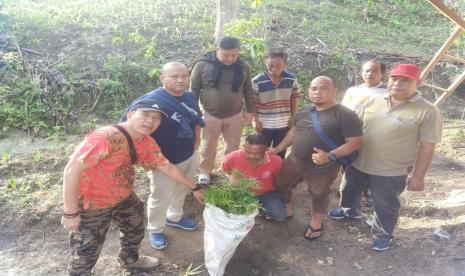 Petugas Ditresnarkoba Polda Lampung menemukan ladang ganja di Bakauheni, Lampung, Sabtu (7/1/2023).