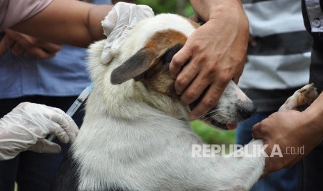  Petugas dokter hewan menyuntikan vaksin rabies terhadap anjing milik warga.