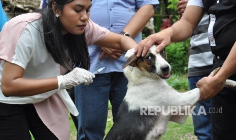 Petugas dokter hewan menyuntikan vaksin rabies pada anjing milik warga (ilustrasi)