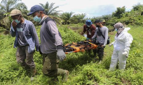 Tim patroli Balai Besar Taman Nasional Gunung Leuser (TNGL) menemukan satu individu orangutan Sumatra (Pongo abelii). Ilustrasi.