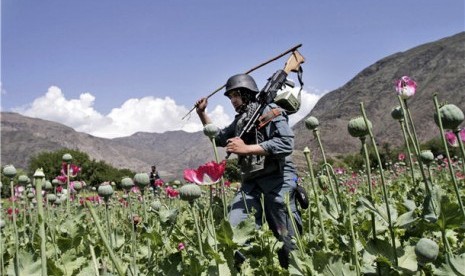 Petugas keamanan Afghanistan menghancurkan ladang opium di Noorgal, Provinsi Kunar, Afghanistan. 