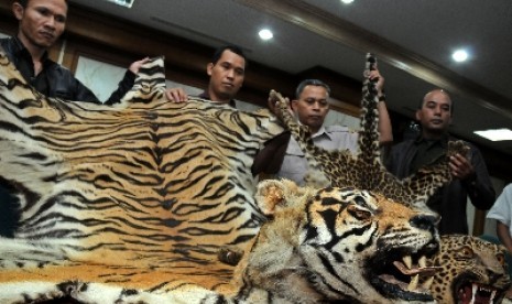 Petugas Kementerian Kehutanan menunjukan barang bukti di kantor kemenhut, Jakarta, Rabu (15/8). Kulit Harimau Sumatera (Phantera Tigris Sumatrae) dan kulit Macan Tutul (Phantera Pardus) di sita dan ditangkap satu orang tersangka saat digelar Operasi penert