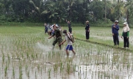 Petugas Kementerian Pertanian (Kementan) dan warga melakukan penanganan terhadap serangan organisme penganggu tanaman (OPT) di Kecamatan Surade, Kabupaten Sukabumi.