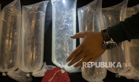 Petugas kepolisian menunjukkan barang bukti Benur atau Baby Lobster 