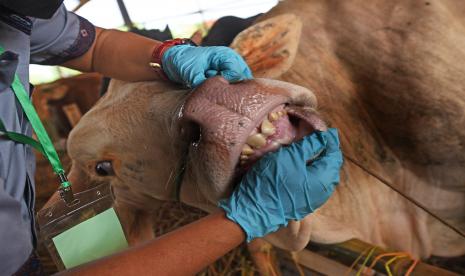 Petugas Kesehatan Hewan Dinas Pertanian Provinsi Banten memeriksa hewan kurban di Pasar Hewan Cipocok, Serang, Banten, Sabtu (10/7/2021). Pemeriksaan dilakukan petugas secara serentak di semua tempat penjual hewan kurban untuk memastikan seluruh hewan yang diperdagangkan bebas dari penyakit dan layak dikonsumsi serta sudah memenuhi syarat sebagai hewan kurban.