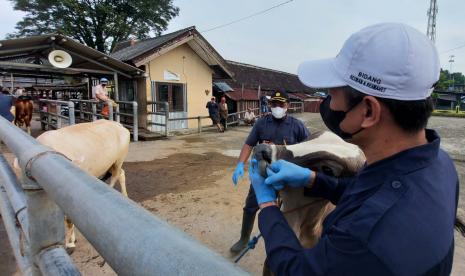 Petugas Kesmavet Dinas Pertanian Perikanan dan Pangan (Dispertanikap) Kabupaten Semarang melakukan pemeriksaan kesehatan terhadap hewan ternak (sapi) di Pasar Hewan Ambarawa, Kabupaten Semarang, Jawa Tengah, Kamis (12/5). Pemeriksaan ini dilakukan sebagai upaya untuk mencegah penyebaran penyakit mulut dan kuku (PMK) pada hewan ternak di kabupaten Semarang.