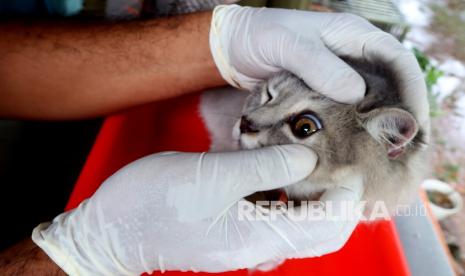 Anies Targetkan Jakarta Kota Ramah Hewan. Petugas klinik hewan Dinas Peternakan Aceh memeriksa kondisi kesehatan hewan peliharaan sebelum memberikan vaksinasi rabies di Banda Aceh, Aceh, Senin (27/9/2021). Vaksinasi anti rabies diberikan pada satwa kucing, anjing dan kera yang telah berusia empat bulan lebih sebagai upaya mencegah peningkatan kasus kematian akibat rabies yang membunuh 70.000 jiwa manusia di seluruh dunia. 