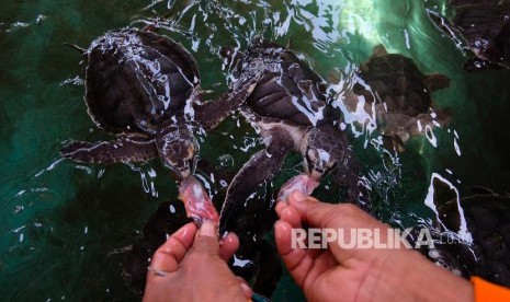 Petugas konservasi memberi makan penyu Lekang (Lepidochelys olivacea) di lokasi konservasi Penyu Gajah Gunung, Desa Jogosimo, Klirong, Kebumen, Jawa Tengah, Rabu (30/10/2019). Sejak setahun terakhir sejumlah warga setempat sebagai pegiat lingkungan dan pariwisata, membentuk Kelompok Sadar Wisata, dan mulai melakukan konservasi Penyu Lekang agar tidak punah, sekaligus menjadikan tempat konservasi sebagai tujuan wisata edukasi lingkungan. 