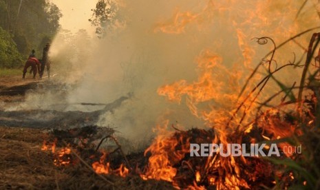 Petugas Manggala Agni Daops Kota Jambi mengupayakan pemadaman kebakaran lahan gambut di Kumpeh Ulu, Muarojambi, Jambi, Kamis (15/8/2019). 