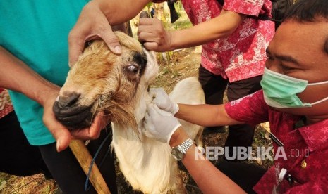 Petugas Medis dan Paramedis Kesmavet Dinas Pertanian Perikanan dan Pangan (Dispertanikap) Kabupaten Semarang melakukan pemeriksaan kesehatan dan kelayakan hewan kurban yang dijual pedagang dari luar kabupaten emarang, di Jalan Ahmad yani, Ungaran, Kabupaten Semarang, Rabu (7/8).