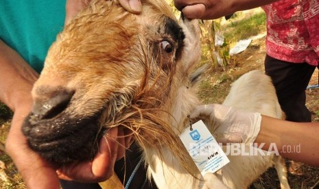 Tiga Syarat Utama Penyelenggaraan Qurban. Petugas Medis dan Paramedis Kesmavet Dinas Pertanian Perikanan dan Pangan (Dispertanikap) melakukan pemeriksaan kesehatan dan kelayakan hewan qurban.