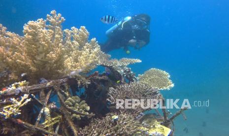 Perlu ada inisiasi manusia untuk pertumbuhan karang laut secara alami.