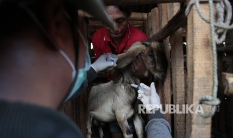 Petugas melakukan penyuntikan vaksin antraks di Semanu, Gunungkidul, DI Yogyakarta.