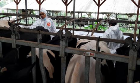  Kompensasi Ternak Mati dari Pusat Hanya untuk Peternak Kecil. Foto:  Petugas melakukan vaksinasi kepada hewan ternak di sentra ternak sapi perah, Kecamatan Cikajang, Kabupaten Garut, Senin (20/6/2022). Kabupaten Garut mendapat jatah 200 dosis vaksin PMK dari Pemprov Jabar untuk mencegah penyebaran wabah tersebut. Dok. Dinas Perikanan dan Peternakan Kabupaten Garut.