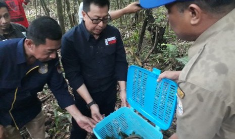 Petugas melepasliarkan kukang atau 'malu-malu', yang merupakan satwa dilindungi.