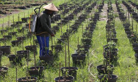 Petugas membasmi hama pada cabai keriting di lahan pertanian perkotaan (Urban Farming Garden) Jambangan, Surabaya, Jawa Timur, Senin (14/3/2022). Pertanian perkotaan yang dikelola oleh Dinas Ketahanan Pangan dan Pertanian (DKPP) Kota Surabaya tersebut memanfaatkan lahan ruang terbuka hijau untuk bercocok tanam baik tanaman sayur, jagung, maupun buah serta hasil panennya diberikan kepada masyarakat berpenghasilan rendah (MBR).