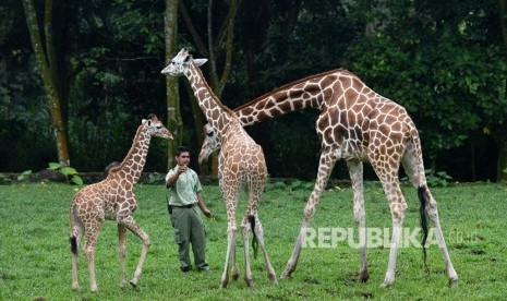 Petugas memberi makan anak jerapah (giraffa camelopardalis) yang bernama Azzanti (kiri) bersama jerapah dewasa di Taman Safari Prigen, Pasuruan, Jawa Timur, Selasa (30/4/2019).