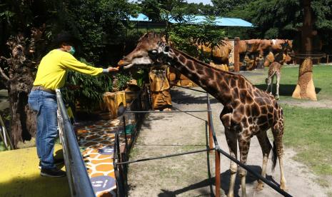 Petugas memberi makan jerapah di kandang Kebun Binatang Surabaya (KBS), Surabaya, Jawa Timur, Ahad (12/12/2021). Perusahaan Daerah (PD) Taman Satwa Kebun Binatang Surabaya menjalin kerja sama dengan Jatim Park dalam bentuk peminjaman satwa atau 