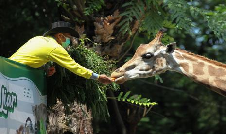 Petugas memberi makan jerapah di kandang Kebun Binatang Surabaya (KBS), Surabaya, Jawa Timur.