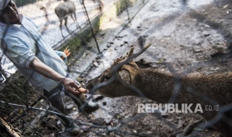 Petugas memberi makan Rusa Timur sebelum dipindahkan ke dalam kandang Kebun Binatang Bandung (Bandung Zoo) di Bandung, Jawa Barat, Jumat (18/5). 