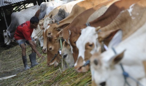 Petugas memberi makan sapi-sapi lokal yang sedang digemukkan di Rumah Potong Hewan Terpadu Bogor, Jawa Barat.