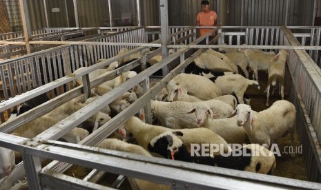 Petugas memberi makan sejumlah kambing dan domba di Eldoka (Etalase Domba Kambing) Mart El Barka, Cilandak, Jakarta Selatan, Kamis (1/8/2019). 