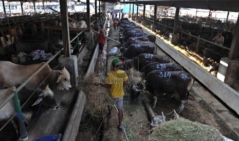   Petugas memberikan pakan sapi di Rumah Potong Hewan (RPH) Cakung, Jakarta Timur, Jumat (18/9). 