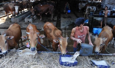 Petugas memberikan pakan sapi di Rumah Potong Hewan (RPH) Cakung, Jakarta Timur, Jumat (18/9).