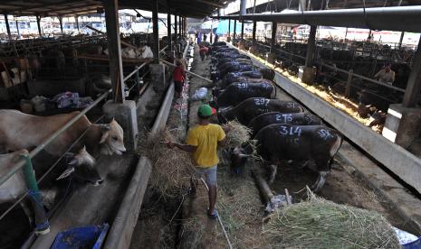 Petugas memberikan pakan sapi di Rumah Potong Hewan (RPH) Cakung, Jakarta Timur.