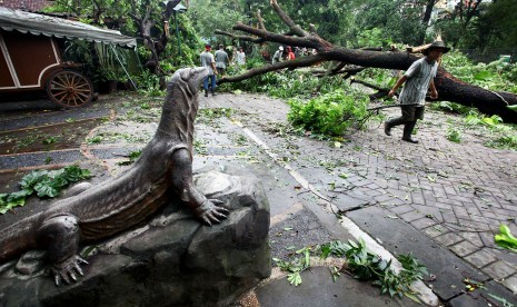 Petugas membersihkan pohon yang tumbang di tempat wisata Gembira Loka (GL) Zoo, DI Yogyakarta