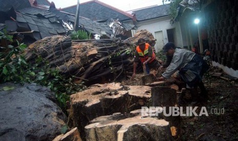 Petugas membersihkan sisa-sisa pohon beringin tua yang rubuh dan menimpa gedung Balai Tanjung, Kompleks Kepatihan, Yogyakarta, Selasa (28/11). Salah satu beringin tua di kantor gubernur DIY tersebut ambruk karena diterpa hujan dan angin.