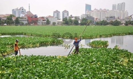  Petugas membersihkan tanaman enceng gondok yang menutupi permukaan Waduk Tomang, Jakarta Barat, Senin (30/9).  (Republika/Rakhmawaty La'lang)