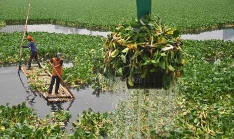  Petugas membersihkan tanaman enceng gondok yang menutupi permukaan Waduk Tomang, Jakarta Barat, Senin (30/9).  (Republika/Rakhmawaty La'lang)