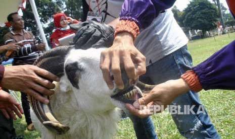 Petugas memeriksa bagian gigi domba saat pemeriksaan hewan kurban di Bursa Hewan Kurban, Pusat Penelitian dan Pengembangan Peternakan (Puslitbangnak) di Jalan Pajajaran, Kota Bogor, Jawa Barat, Sabtu (11/8).