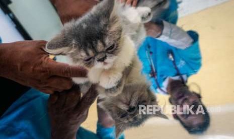 Petugas memeriksa hewan peliharaan kucing di Pekalongan, Jawa Tengah. 