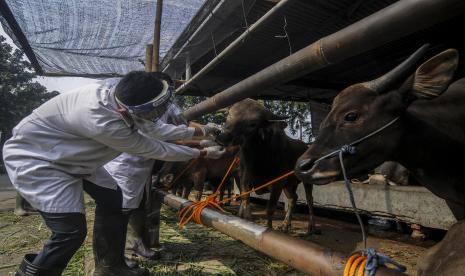 Petugas memeriksa kesehatan hewan qurban.