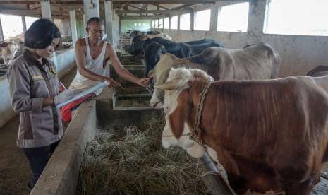 Petugas memeriksa kesehatan sapi yang akan dijual untuk hewan kurban di Pekalongan, Jawa Tengah, Rabu (15/8).