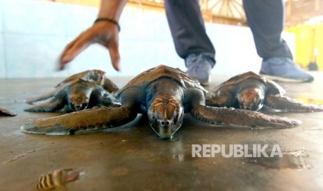 Nelayan di Kabupaten Flores Timur selamatkan dua penyu hijau yang bertelur di pantai. Ilustrasi.