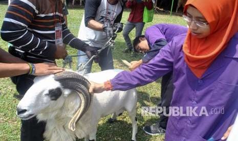 Petugas memeriksa suhu tubuh domba saat pemeriksaan hewan kurban di Bursa Hewan Kurban, Pusat Penelitian dan Pengembangan Peternakan (Puslitbangnak) di Jalan Pajajaran, Kota Bogor, Jawa Barat, Sabtu (11/8). 