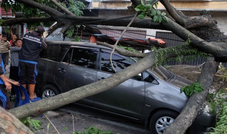 Petugas memotong batang pohon Angsana (Pterocarpus indicus) yang tumbang menimpa mobil, di Jalan Sekip, Medan, Sumatera Utara, Selasa (23/7/2019). 